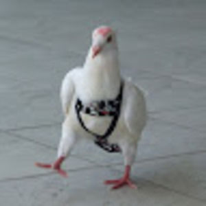 Meet your Posher, Molly